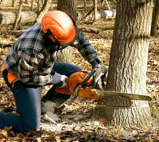 Tree Removal in Sandia, TX